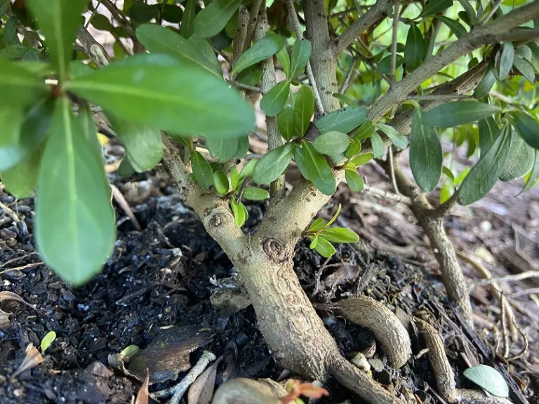 Viburnum obovatum 'Raulston Hardy' Brookgreen